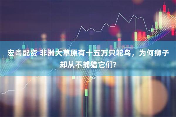 宏粤配资 非洲大草原有十五万只鸵鸟,为何狮子却从不捕猎它们?