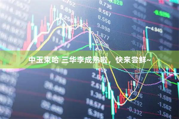 中玉束哈 三华李成熟啦,快来尝鲜~